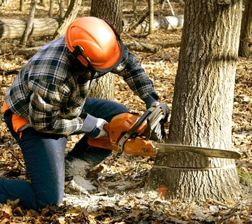 Tree Removal in Oak Ridge, TN